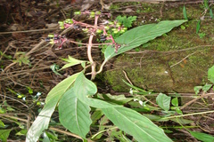 Psychotria elongata